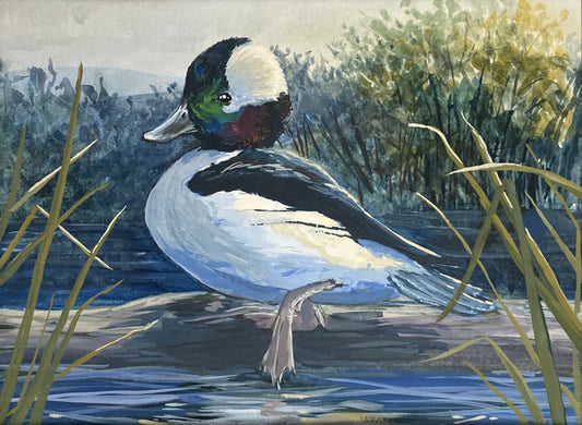 Bufflehead - 9x12 Watercolor